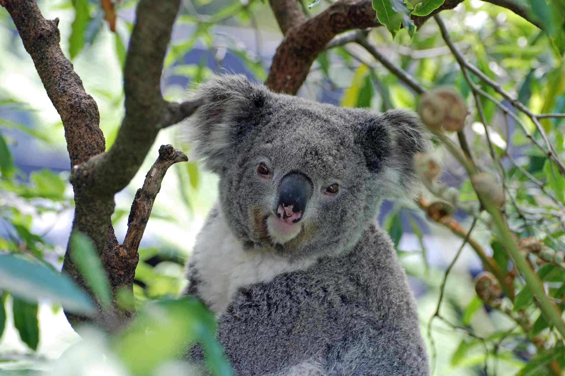 Australien Koala Bär