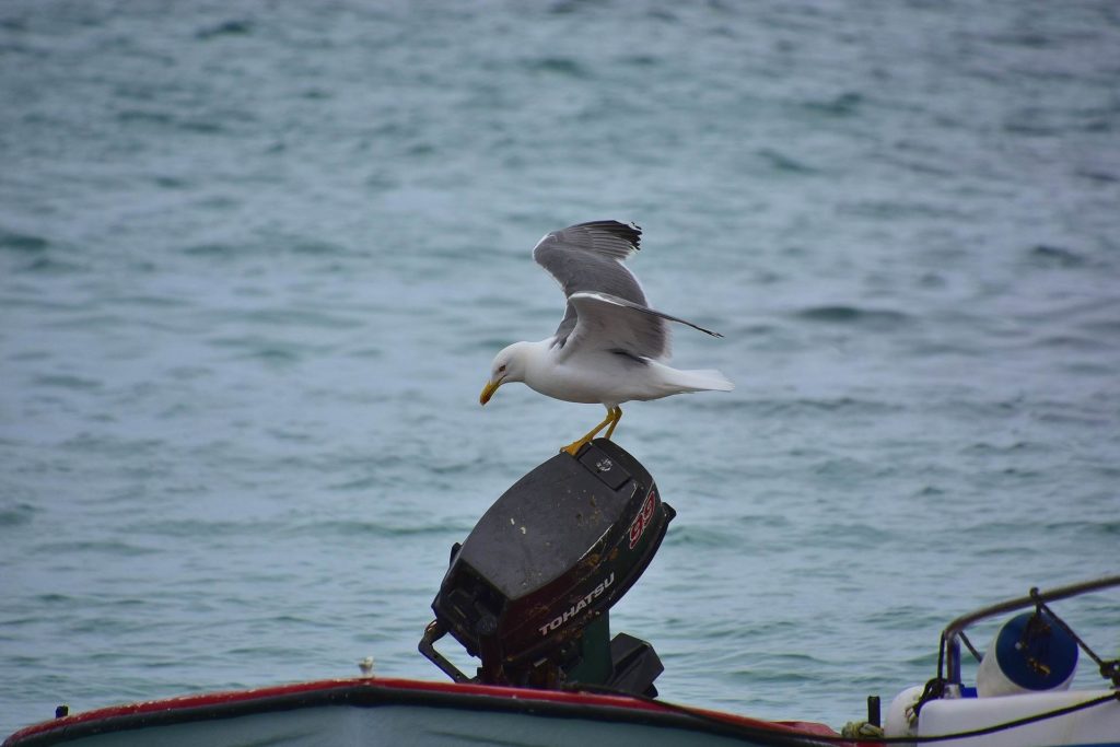 Möwe auf einem Boot vor der Isla de Lobos