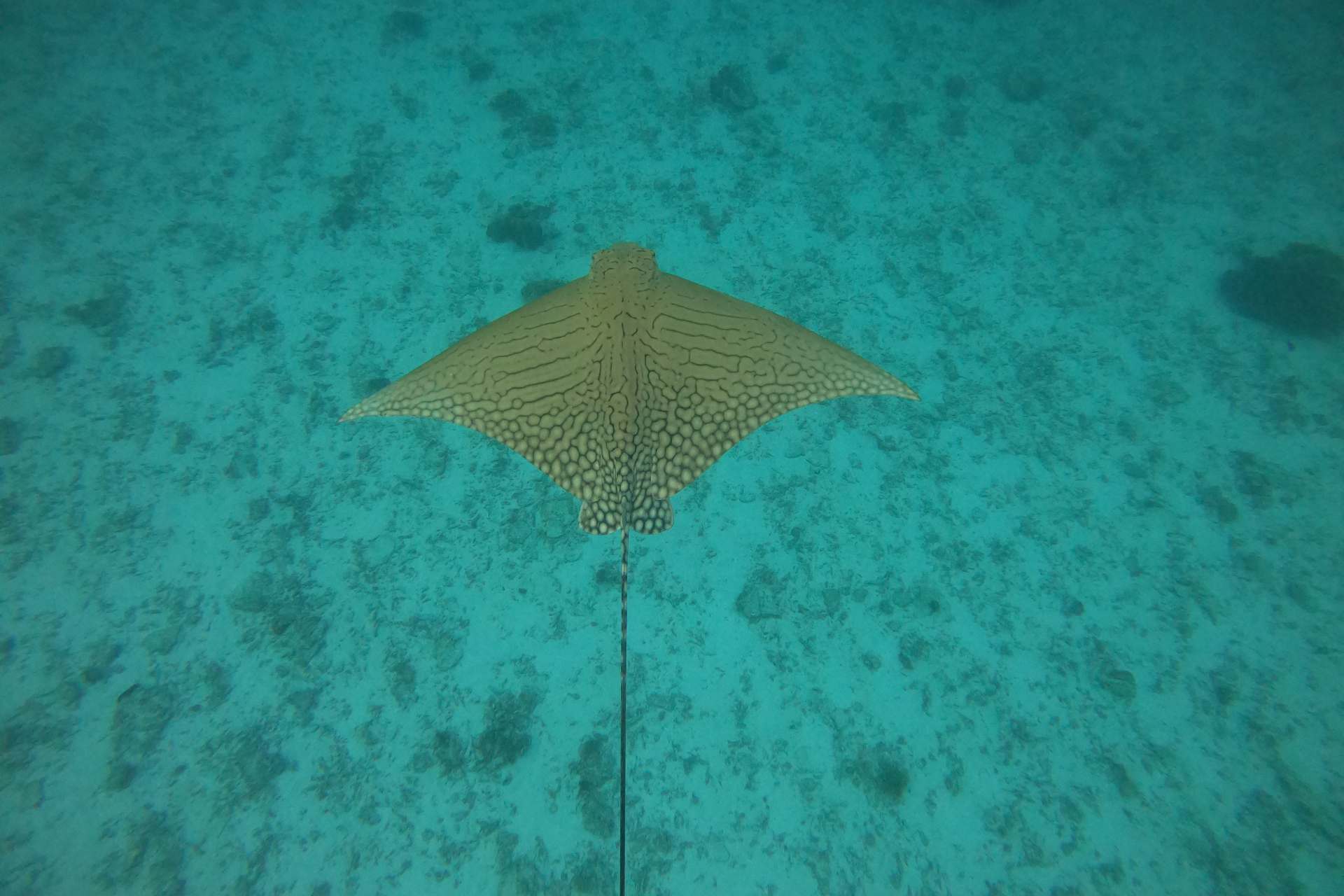 Ornate Eagle Ray Adlerrochen vor Lady Elliot Island