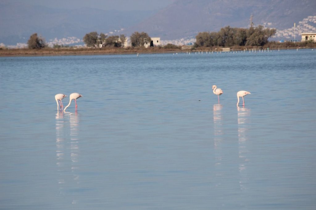 Alikes Salzsee Flamingos