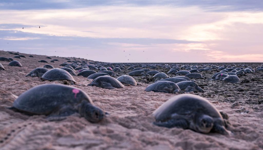 Grüne Meeresschildkröten bei der Eiablage auf Raine Island