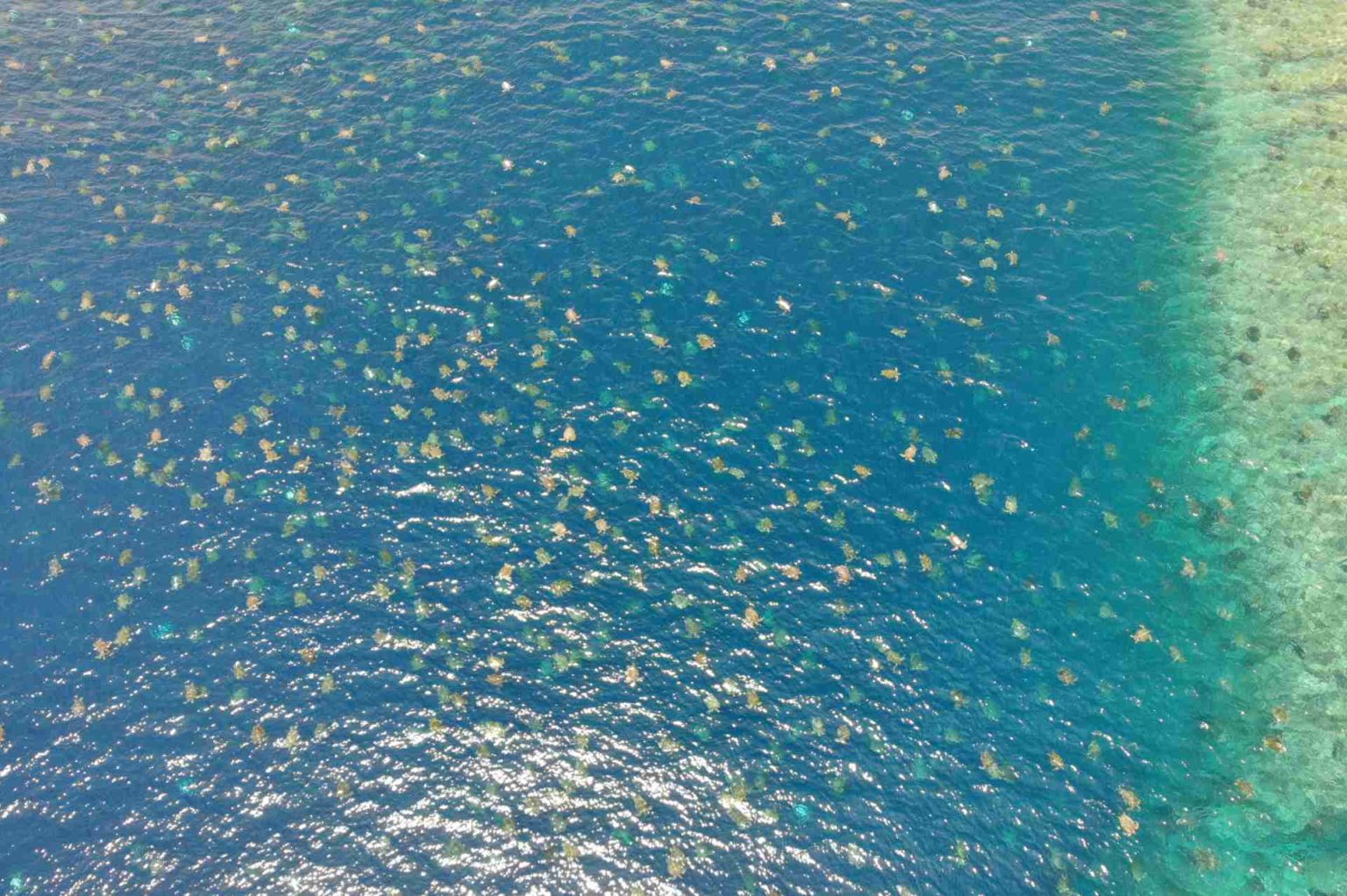 Daintree Nationalpark (Rainforest) ältester Regenwald der Welt