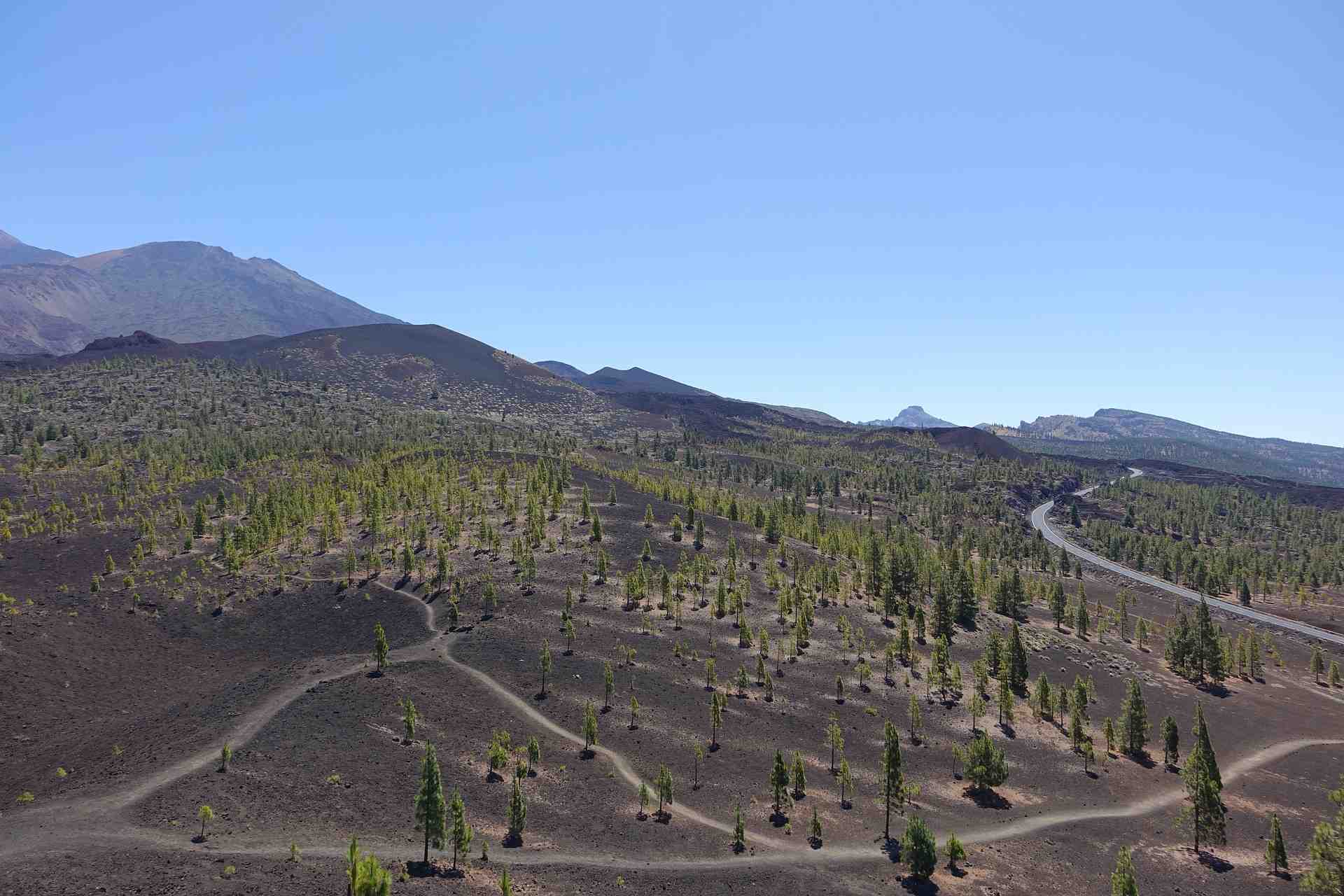 Vegetation im Teide Nationalpark