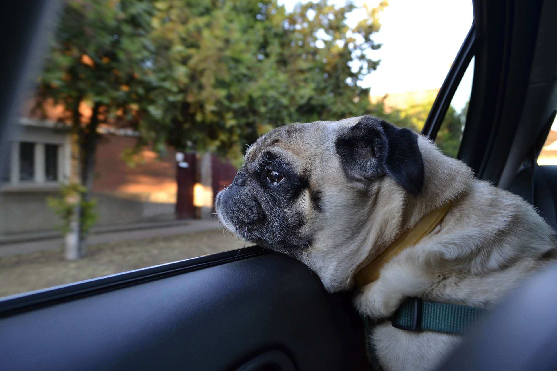 Hund im Auto