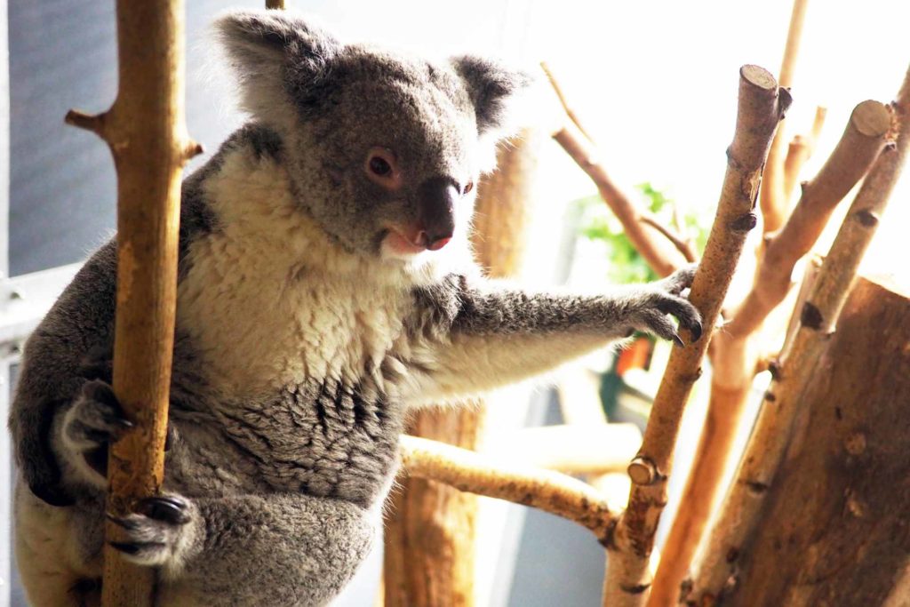 Koala-Weibchen Mandie aus dem Zoo Leipzig