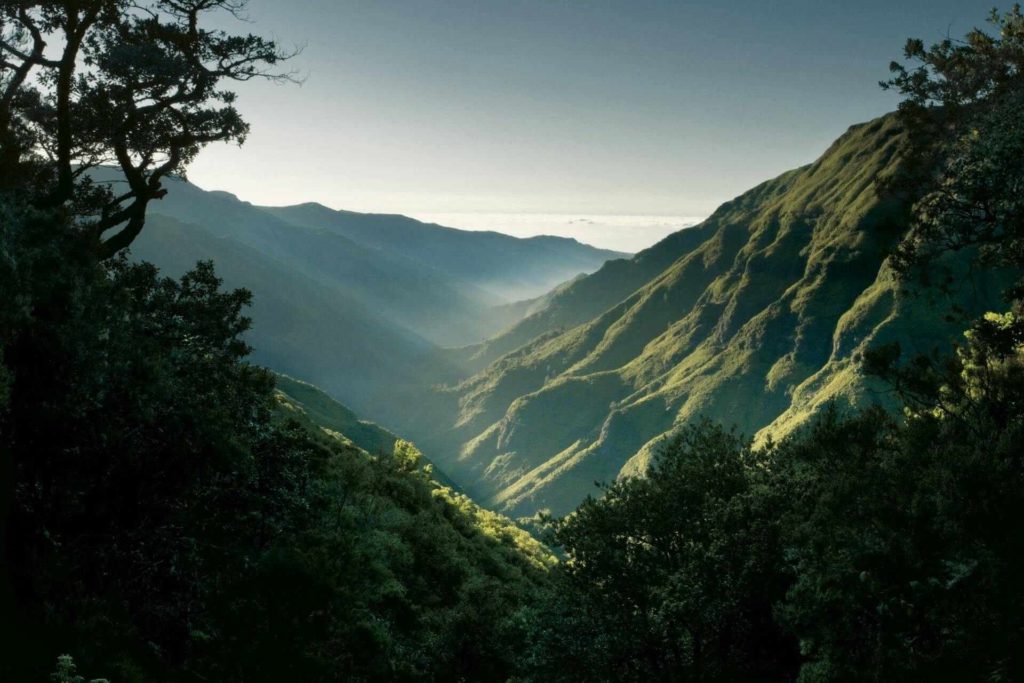 Lorbeerwald auf Madeira