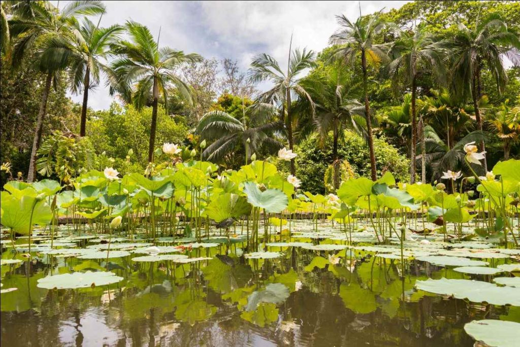 Pamplemousses Garden Mauritius