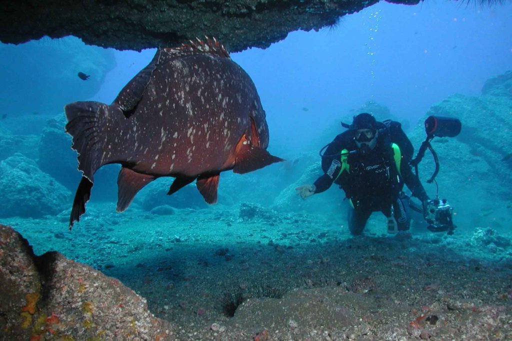 Spektakuläre Begegnung unter Wasser vor Madeira