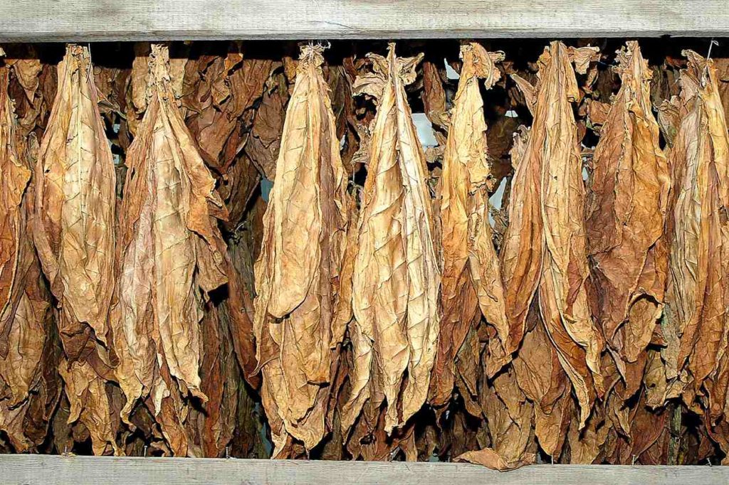 Tabakpflanzen zum Trocknen in der Südpfalz
