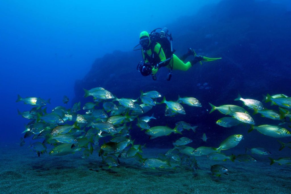 Taucher trifft Fischschwarm vor Madeira