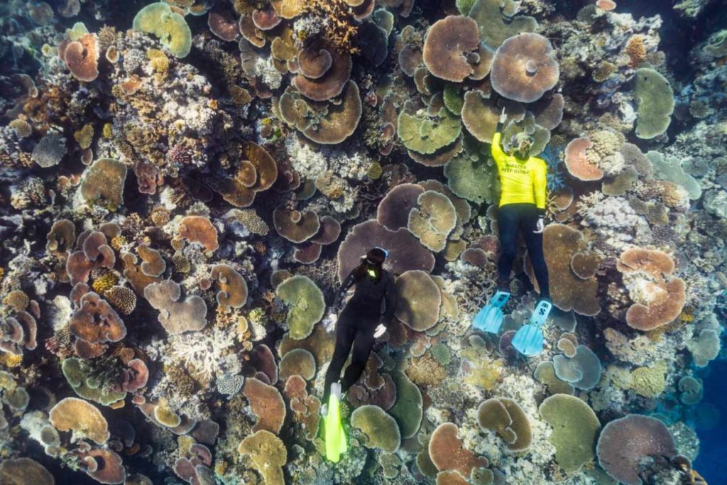 Einmalige Korallenlandschaft am Great Barrier Reef