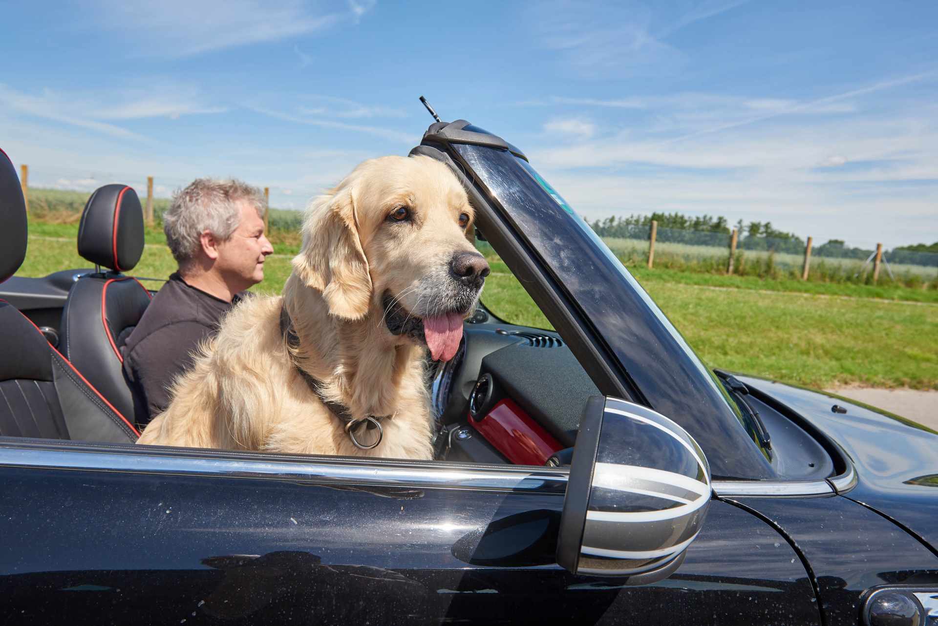 Hund auf Beifahrersitz