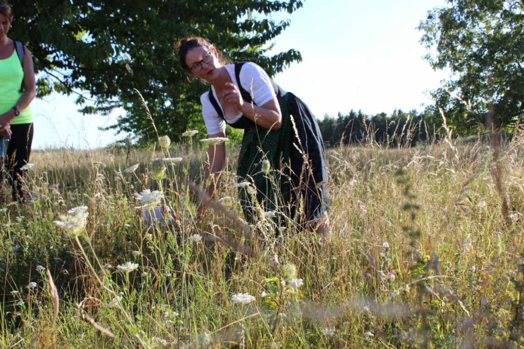 Kräuterführungen mit Siglinde Beck vom Holunderhof Lohe