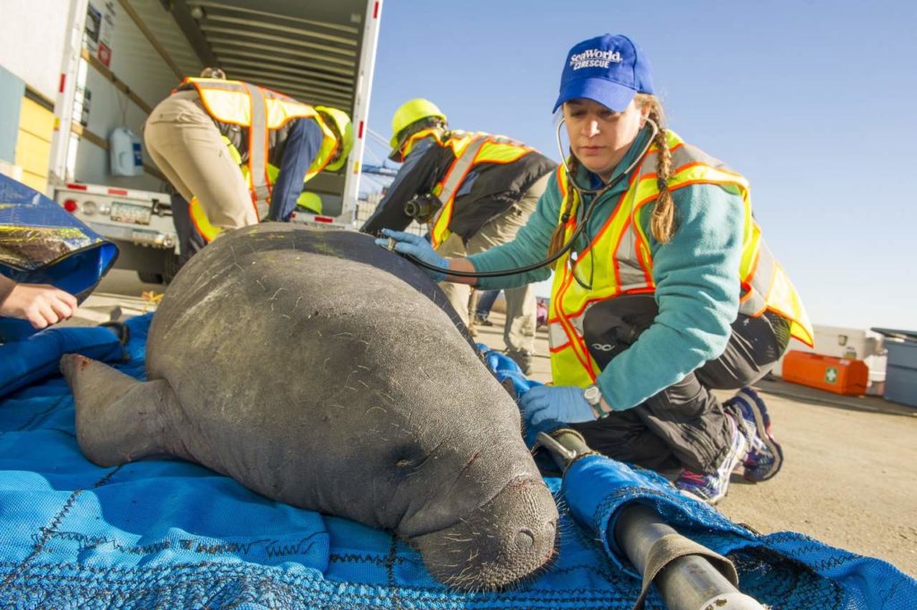 Manatee Rettung durch Sea World Orlando