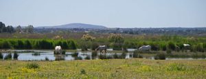 Pferde im Naturpark S'Albufera auf Mallorca