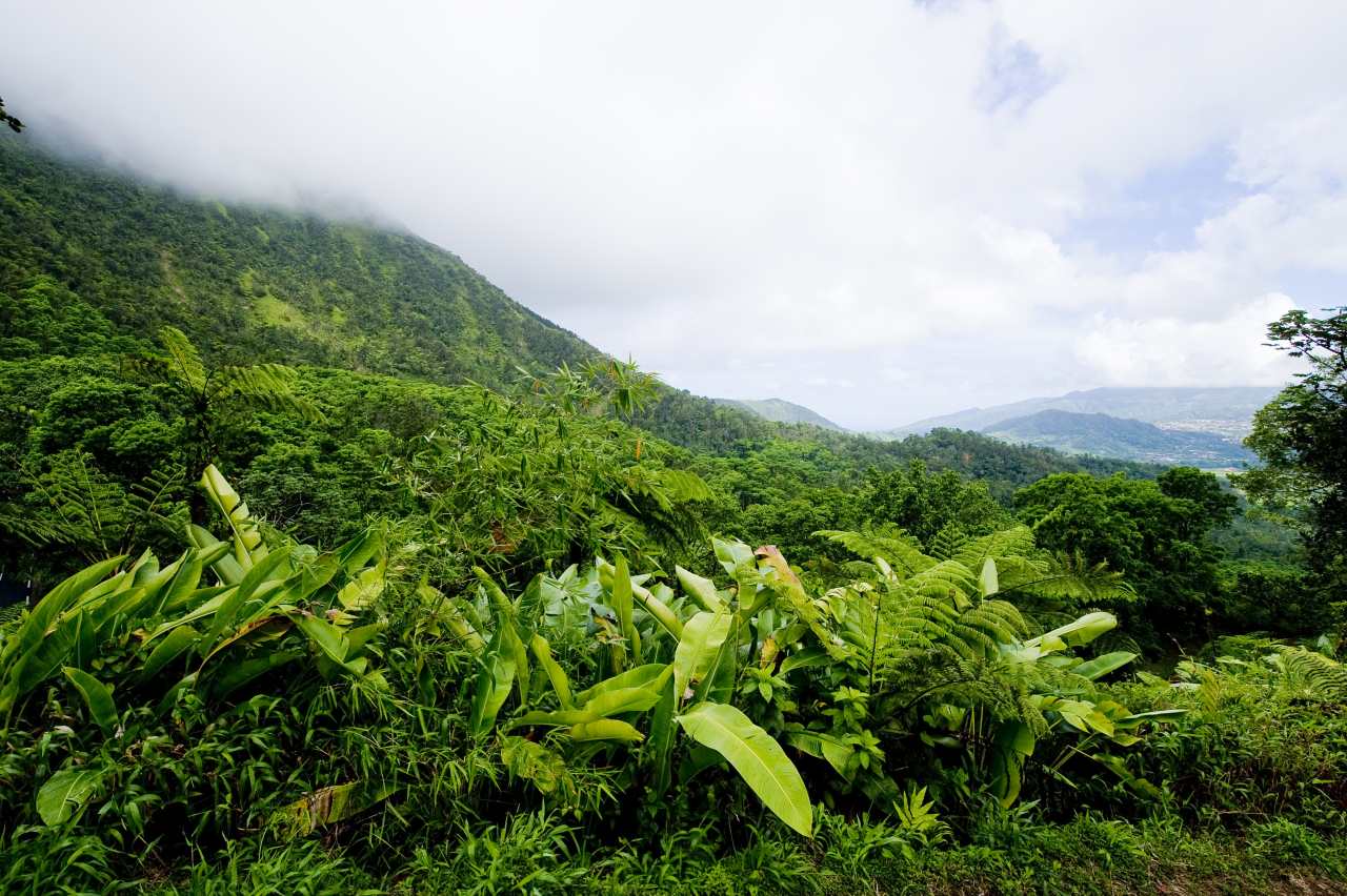 Route de la Trace durch den Regenwald auf Martinique