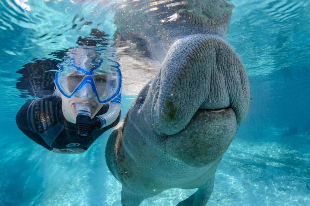 Schnorcheln mit einem Manatee in Florida