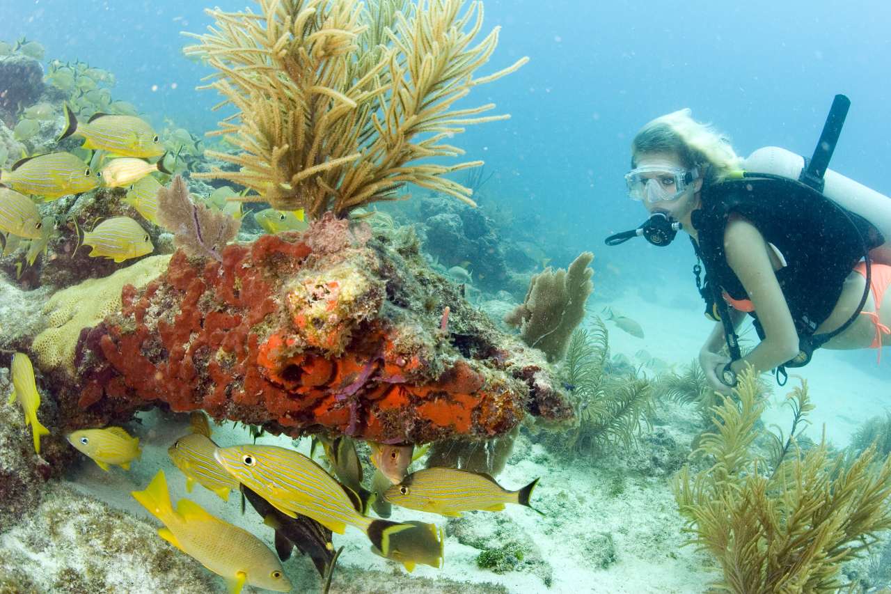 Tauchen vor Key Largo