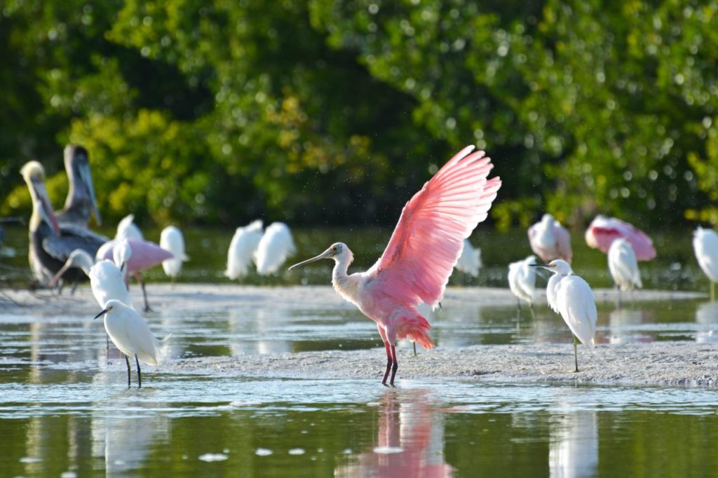 Wildvögel vor Sanibel Island