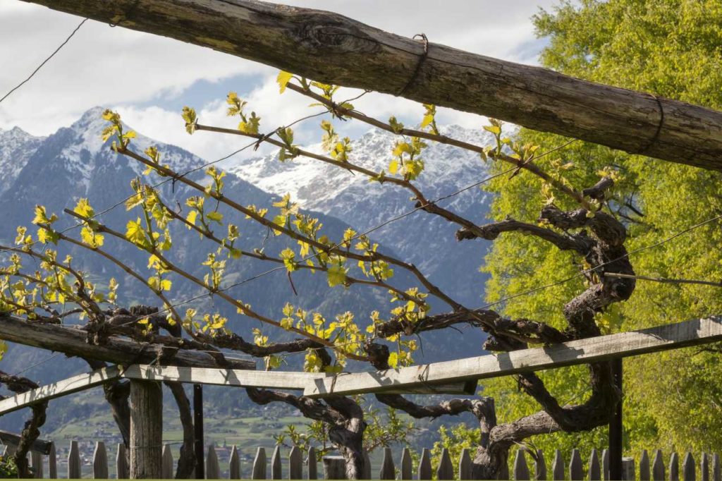Ausrichtung der Weinreben im Frühjahr bei Roter-Hahn-Weinbauern