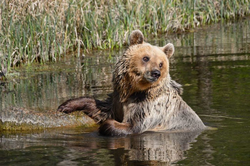 Bär im Bärenwald Müritz in Stuer