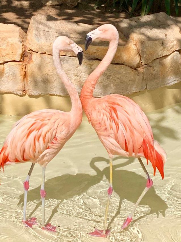 Flamingos im Vogelhaus von Marineland Mallorca