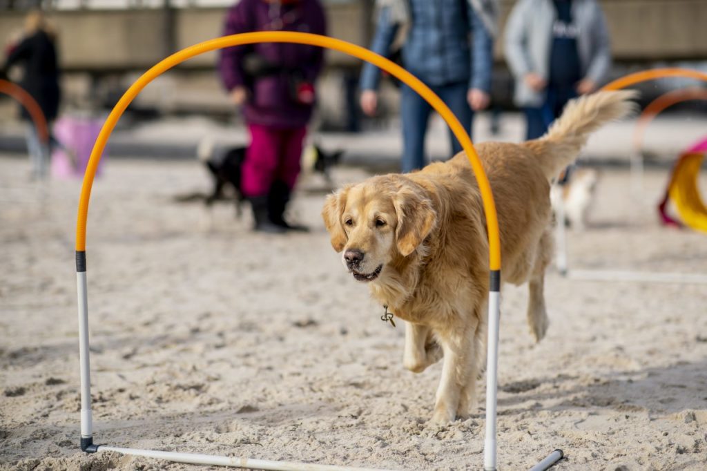 Hund beim Hoopers am Strand in der Lübecker Bucht