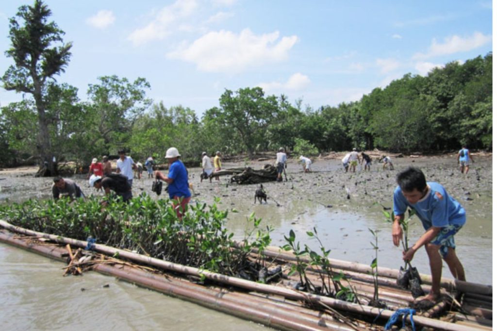 Mangrovenaufforstung im Süden der Philippinen