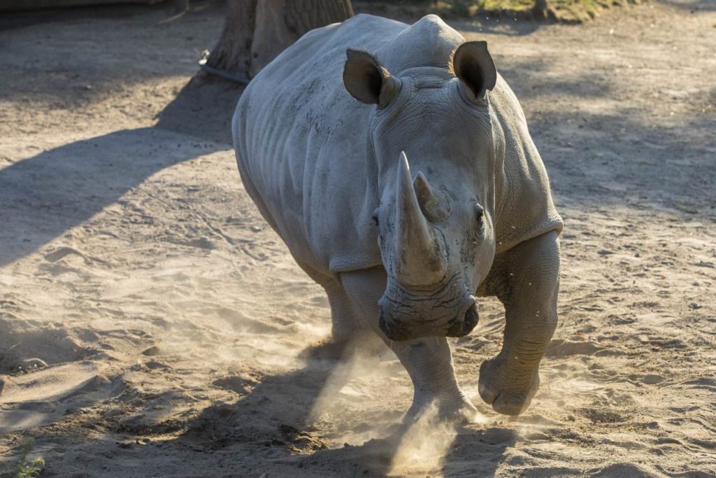 Nashorn im Schweriner Zoo