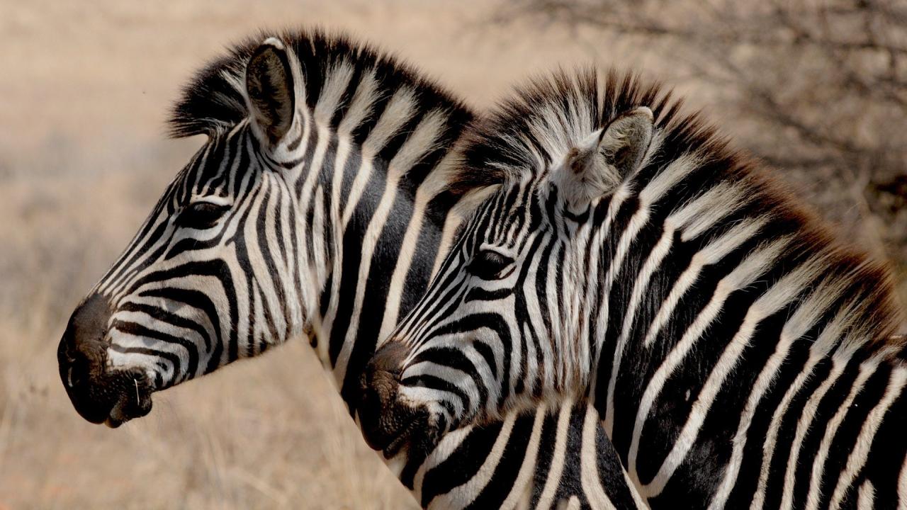 Safari Zoo Mallorca Zebras