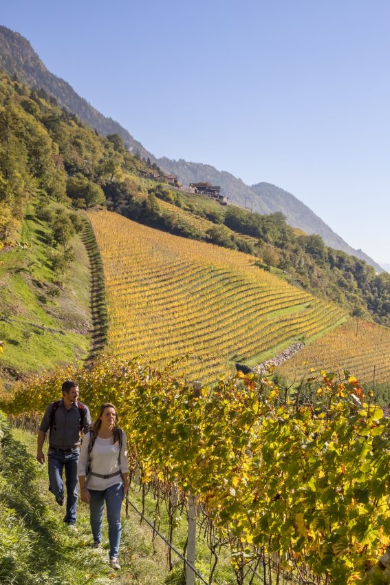 Wandern durch Südtiroler Weinberge im Herbst