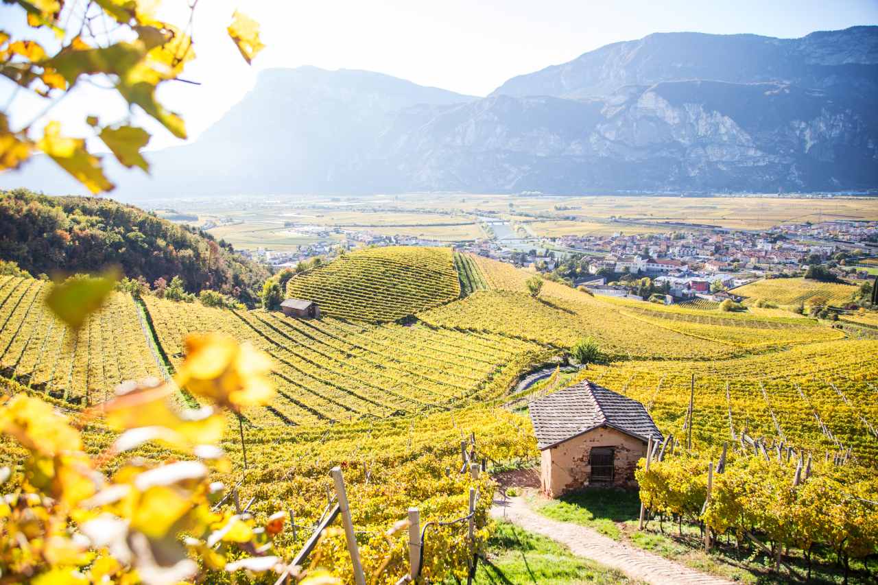 Weinberg in der Piana Rotaliana im Trentino