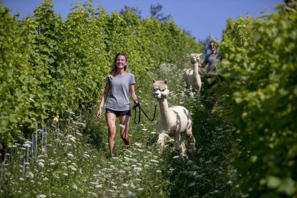 Alpaka Wanderung Südsteiermark