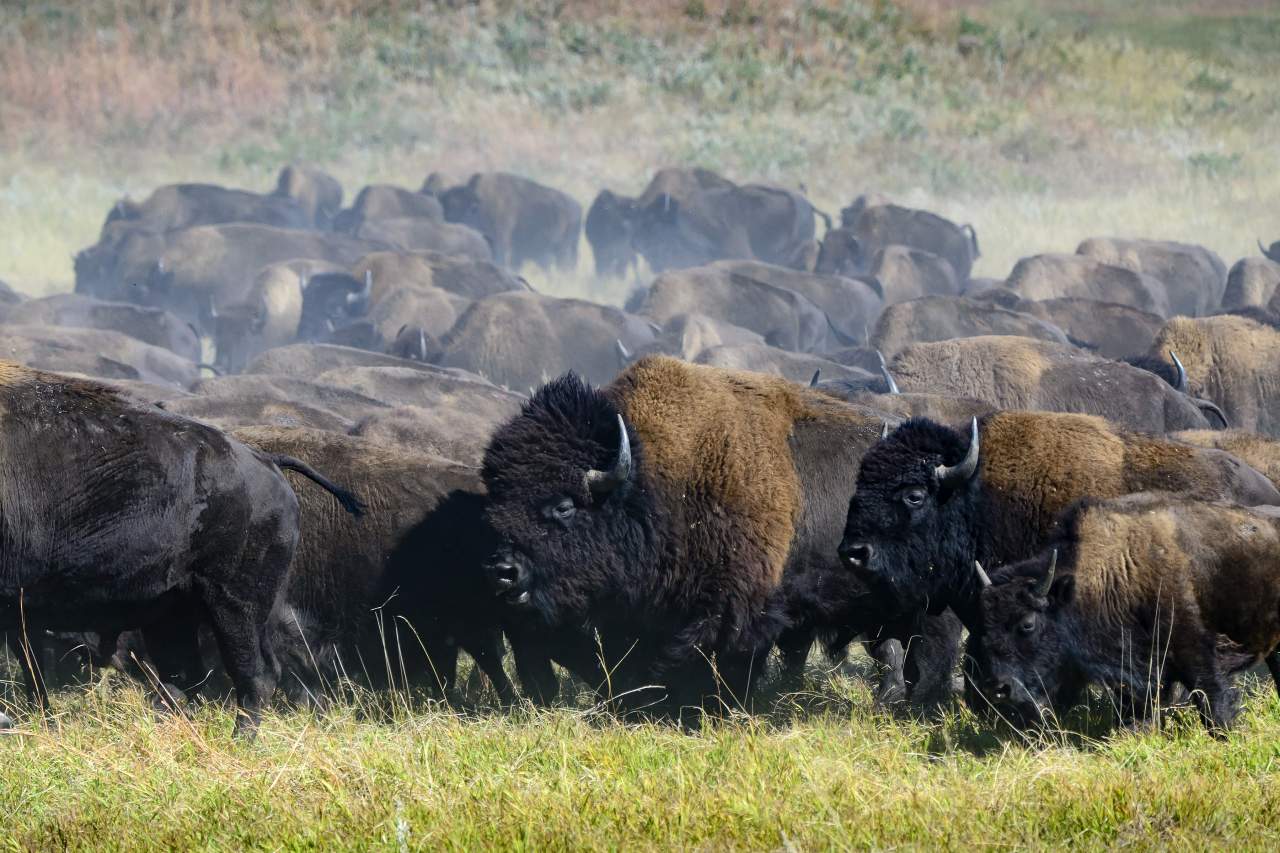 Bisonherde in South Dakota