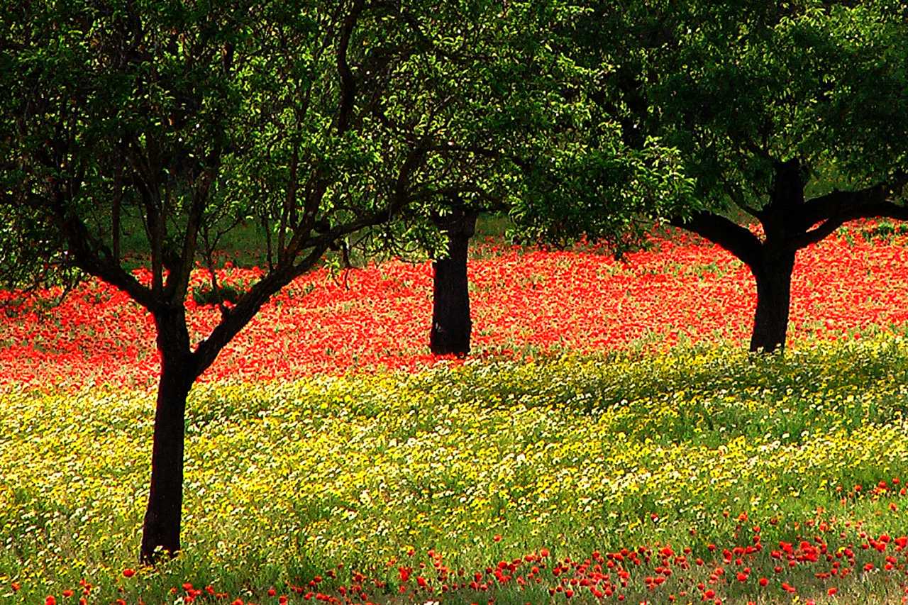 Calvià blühende Wiese