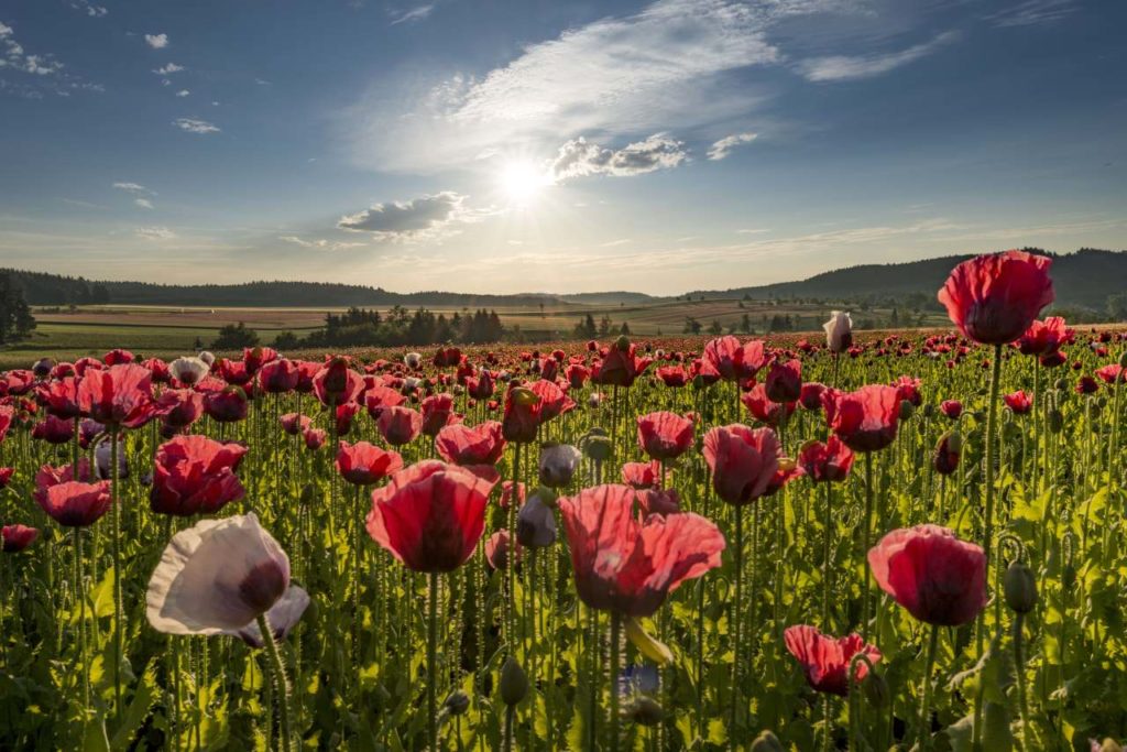 Mohnblüte im Waldviertel