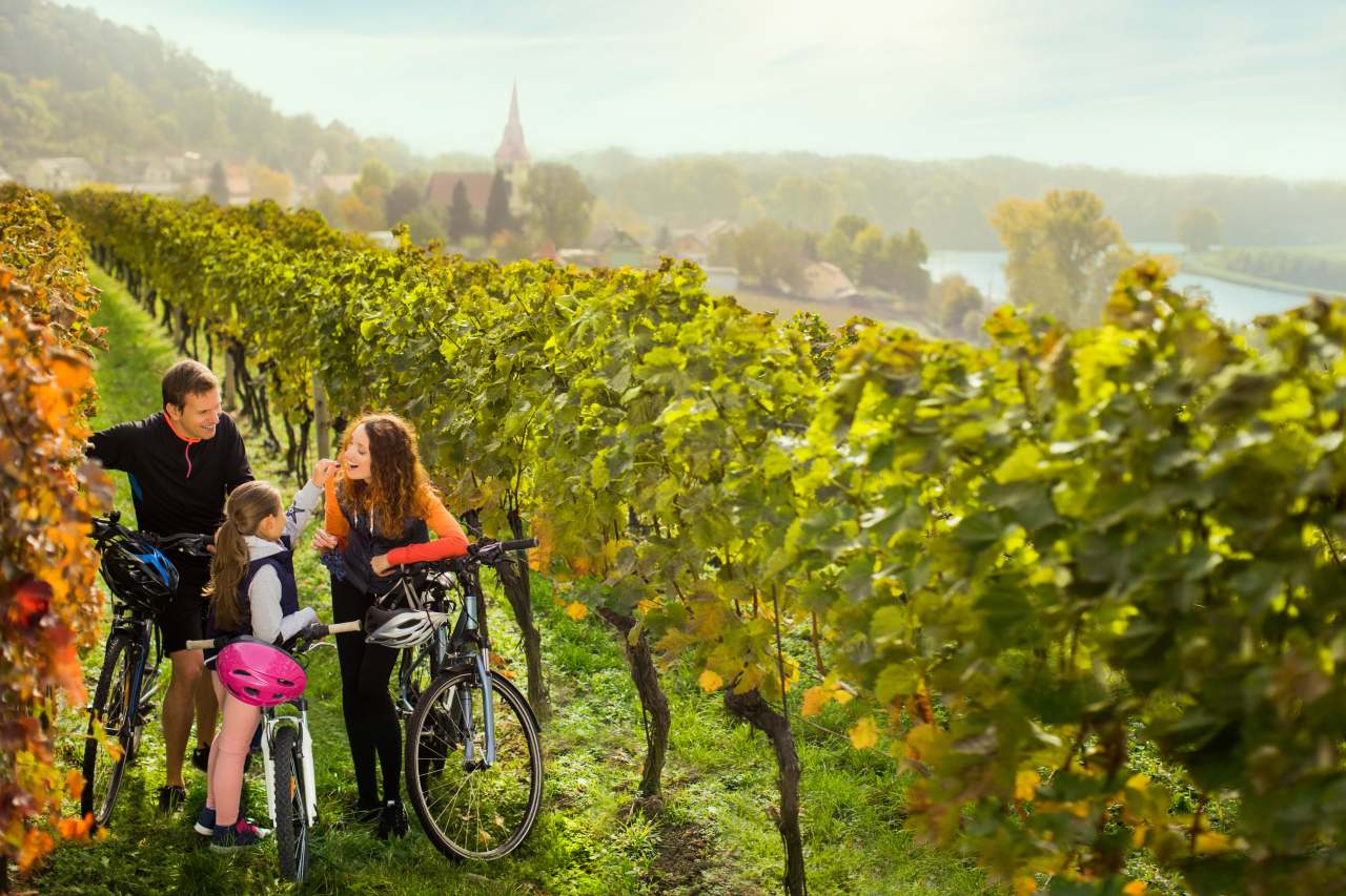 Radfahren in tschechischem Weinberg an der Elbe