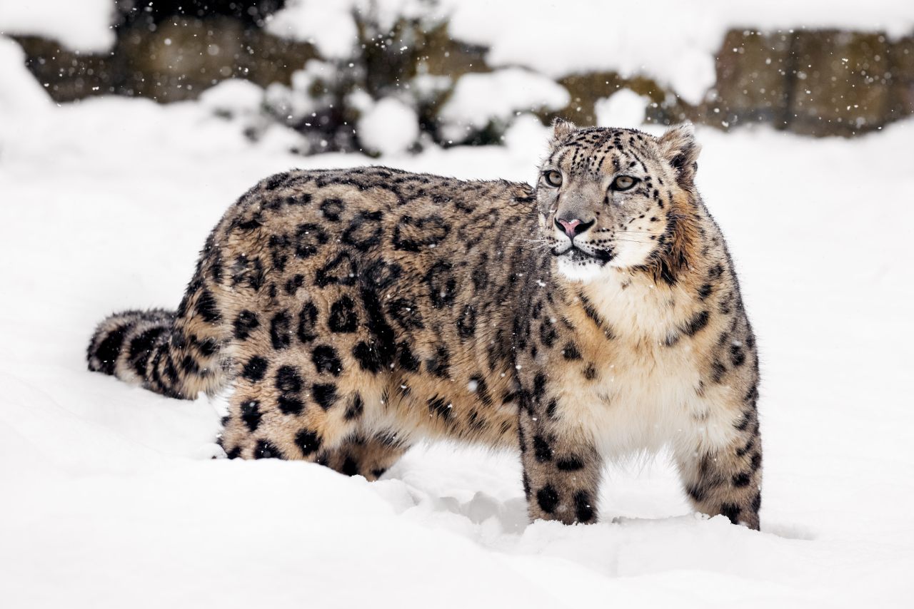 Schneeleopard in freier Wildbahn