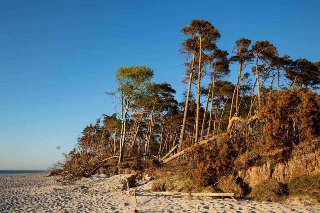 Windflüchter am Strand der Halbinsel Fischland-Darß-Zingst