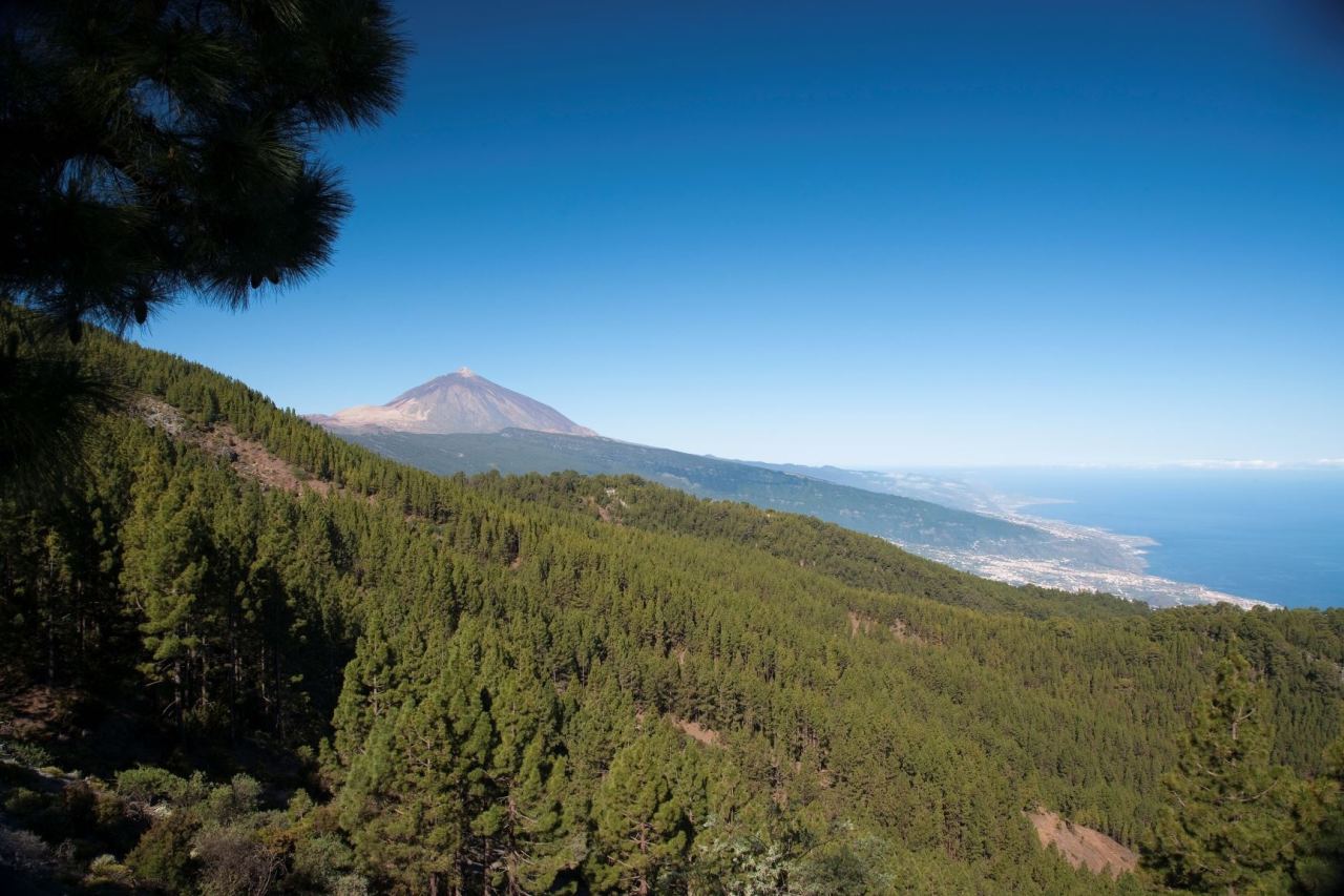 Naturpark Corona Forestal mit dem Teide