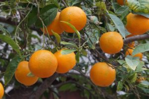 Orangenbaum Botanischer Garten Soller