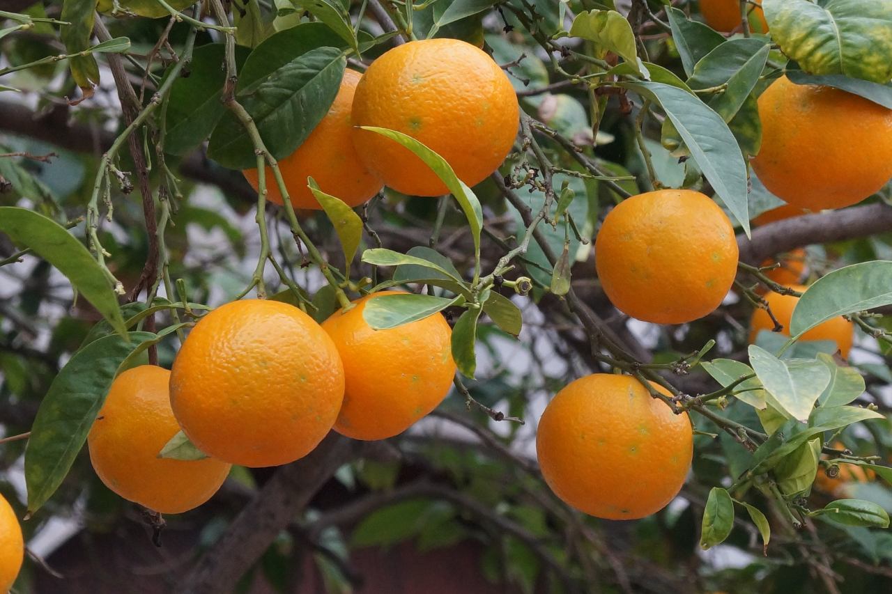Orangenbaum Botanischer Garten Soller