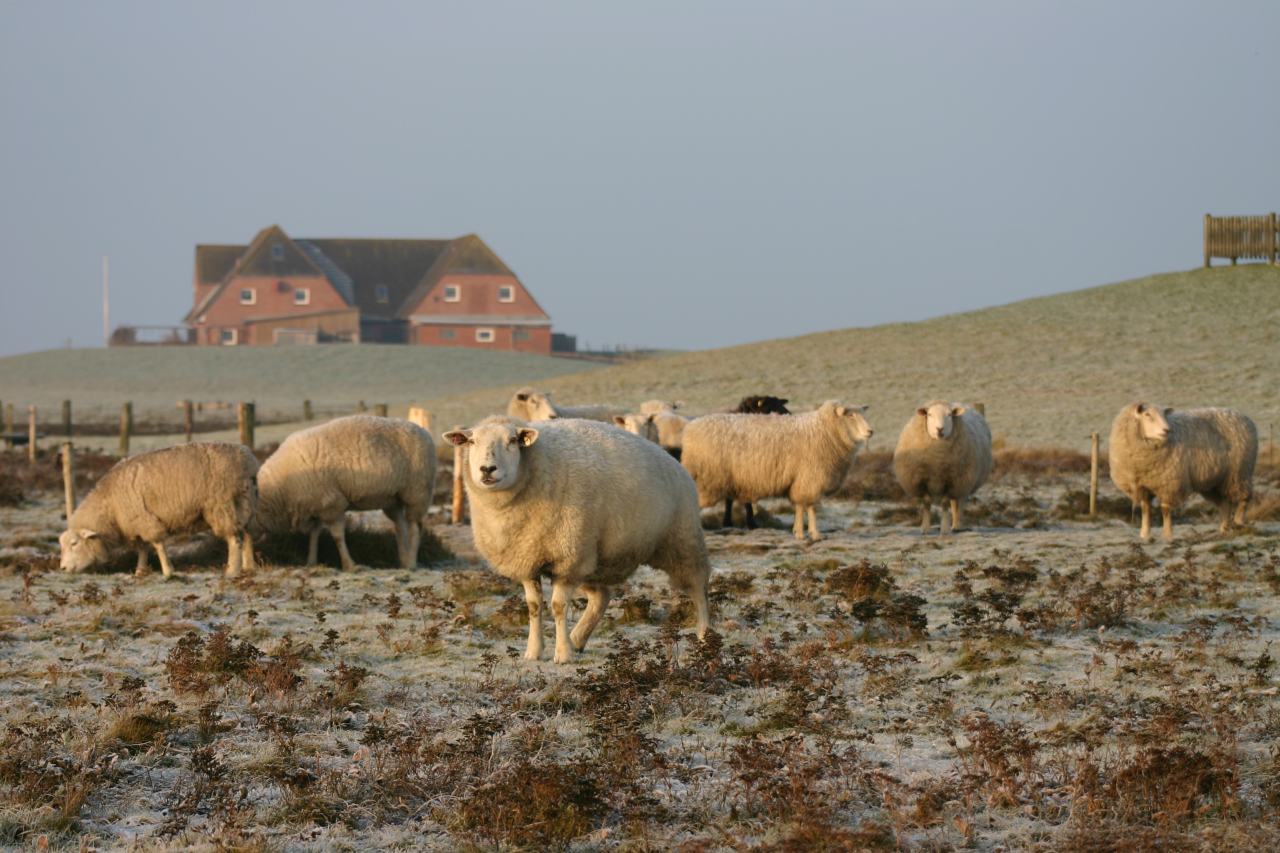 Schafherde Nordstrand Winter