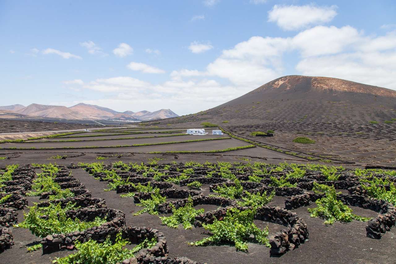 Weingut La Geria Lanzarote