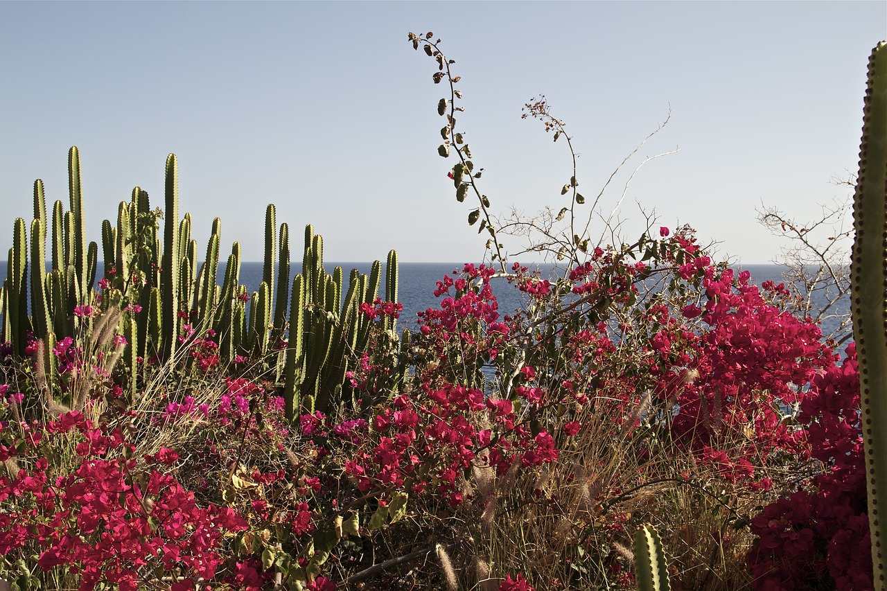 Botanik Gran Canaria