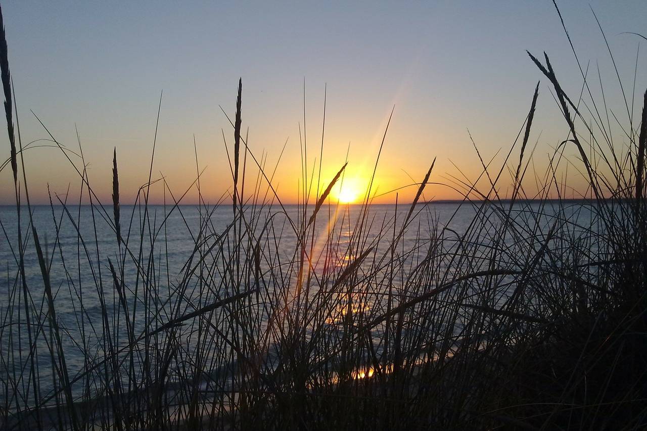 Dünengras am Strand von Es Trenc