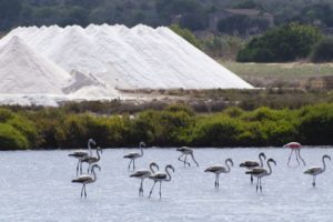 Flamingos in den Salinen von Ses Salinen auf Mallorca