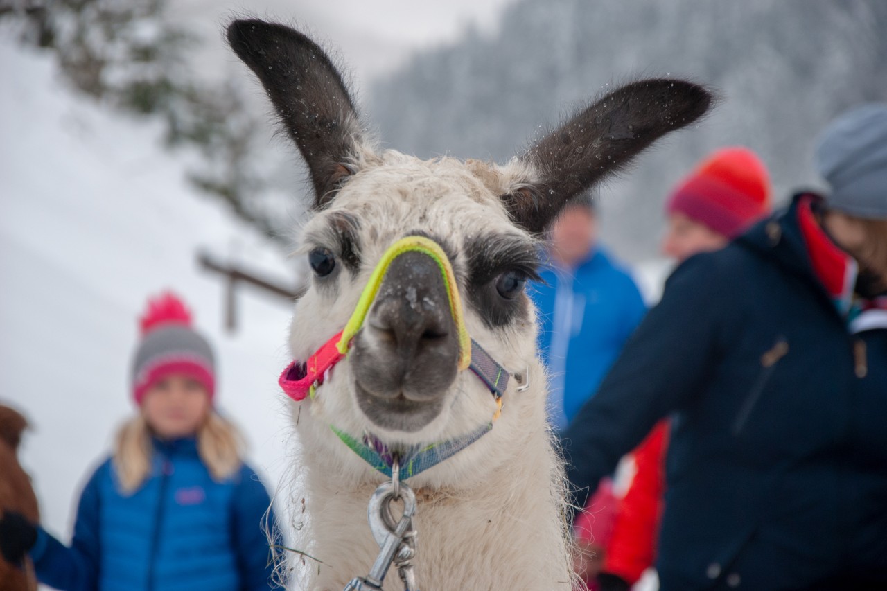 Lama in Fieberbrunn