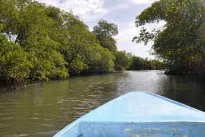 Mangrovenfluss Dominikanische Republik