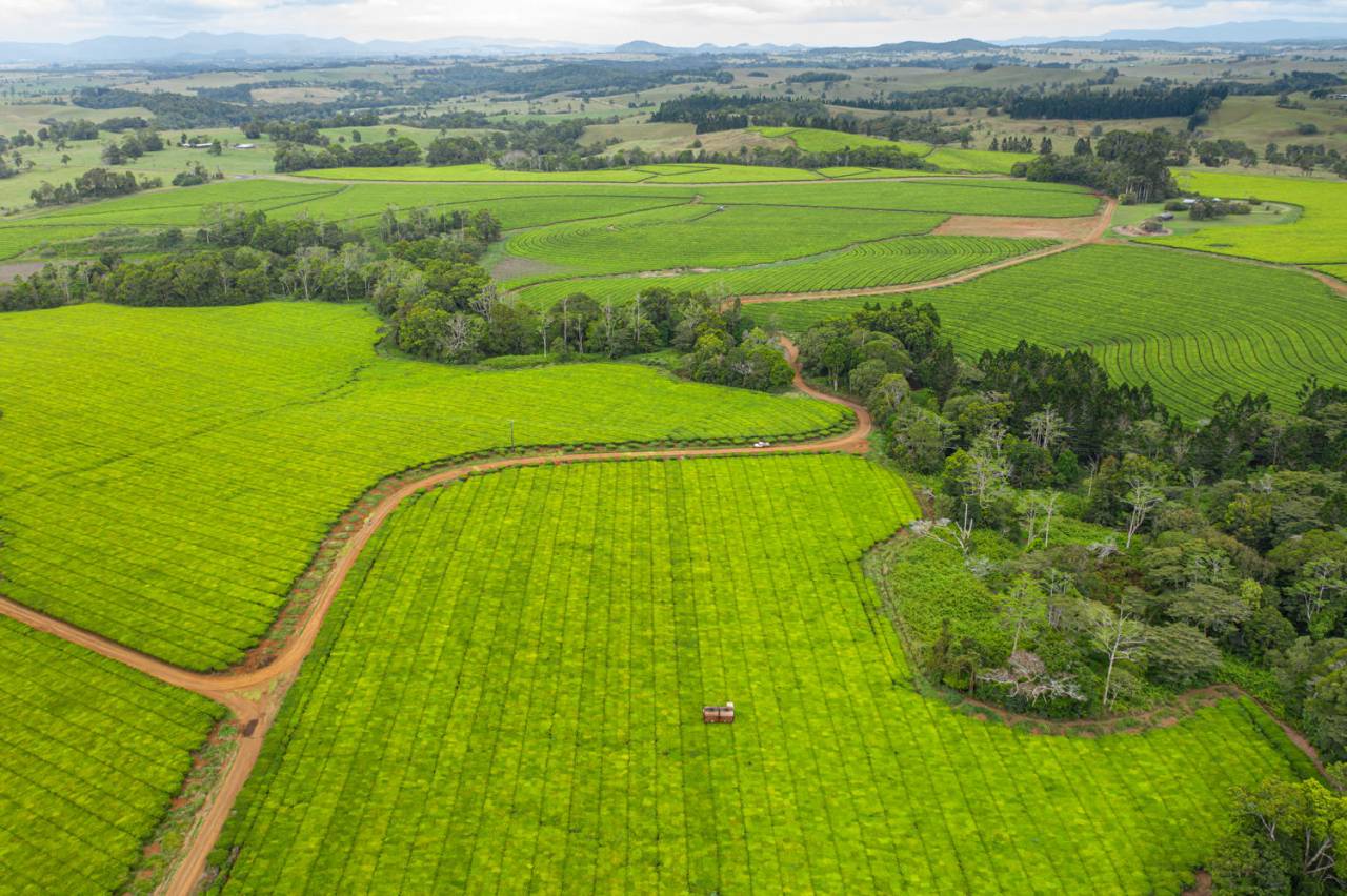 Nerada Tea Plantation in Malanda